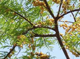 All parts of the amla tree are useful, its leaves, roots, fruits, seeds, bark, and flowers are used to prepare a variety of items like juice, chutney, jam, infusions, lotions, concentrates, herbal teas and other natural concoctions. Amla Farming Indian Gooseberry Planting Care Agri Farming