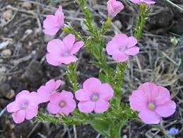 Image result for Linum