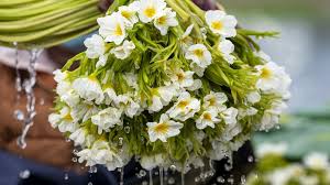 Image result for Ottelia