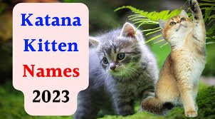 Katana Kitten Names List: Find The Perfect Name For Your Katana Kitten