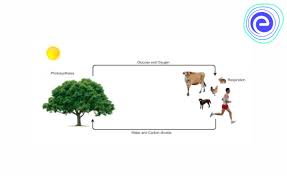 Directly provide leaf cells with the water involved in photosynthesis d. Aerobic Respiration Definition Process Significance