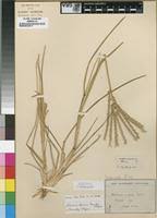 Image result for Eleusine africana