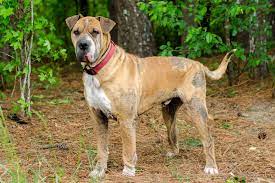 How to treat alopecia in dogs. Focal Alopecia In Dogs Symptoms Causes Diagnosis Treatment Recovery Management Cost