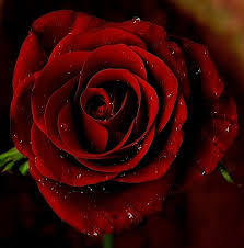 Some rose experts say 'mister lincoln' set the standard for red roses. A Red Rose In The Dark By Pinaki Red Roses Beautiful Flowers Rose