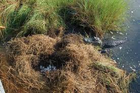 Maybe you would like to learn more about one of these? Pinterest The Swamp Country Roads Teachers Mothers