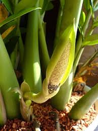 Image result for Zamiokulkas Zamioculcas