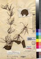 Image result for Dioscorea praehensilis