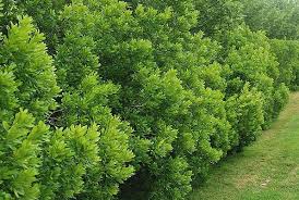 Northern Bayberry Hedge Landscaping Plants Plants Deer Resistant Plants
