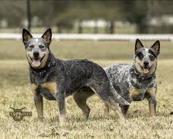 Our breeding plan is based over generations on the best world wide selection of hd & ed free va bene is vdh/fci registered and protected kennel name. Dogs Puppy Puppies Australian Cattle Dog Blue Heeler Heeler Austrailian Cattle Dog Blue Heeler Dogs Dog Expressions