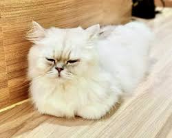 British Longhair Cat Breed Baby Uk Domestic Cats Green Eyes Beauty Kitty Kitties Kitten Meow Pet House Pets Tiger Grooming Show Stock Image Image Of Hair Eyes 228693035