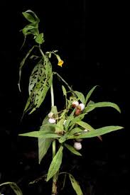 Image result for Macledium poggei