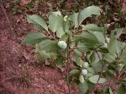 Image result for Diospyros mweroensis
