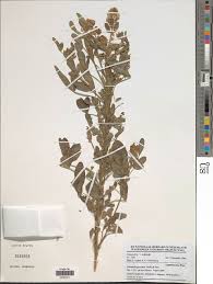 Image result for Crotalaria cylindrocarpa