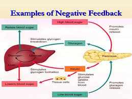 Negative feedback mechanisms tend to bring the body from a disturbed state to a balanced state, i.e., it favors balance. What Is Negative Feedback In The Body Example