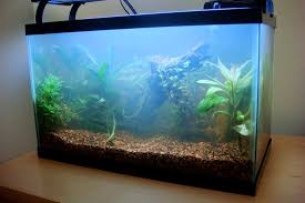Bacterial Bloom Understanding What It Is And How To Fix It Fresh Water Fish Tank Fish Tank Tropical Fish Aquarium