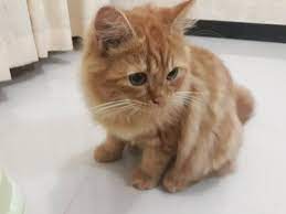 Kucing ini adalah ras dari kucing domestik dengan bulu yang panjang dan lebat serta mempunyai. Jual Anak Kucing Persia Kitten 6 Bulan 2 Ekor Kopdar Palembang Di Lapak Probo Rahadianto Bukalapak