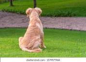 Golden Retriever Back Stock Photos and Pictures - 2,967 Images ...