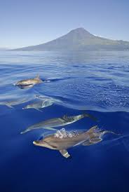 Atlantic Ocean The Azores Portugal Dolphins Ocean Life Beautiful Places