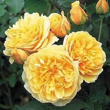 Heirloom Bulbs Garden History Blog