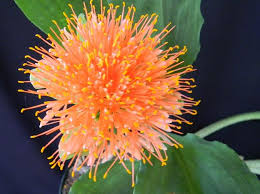 Image result for Scadoxus cinnabarinus