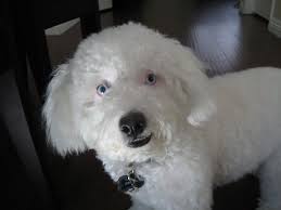 Pin On Poodles A Community Sharing Board