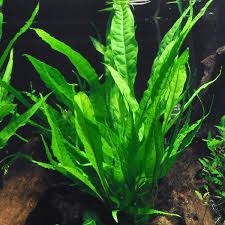 Jenis jenis tanaman air dibawah ini bisa menjadikan referensi buat kamu yang lagi mencari tanaman air yang tidak memerlukan co2 yang tinggi dan mudah dirawat untuk yang masih pemula sekalipun. 9 Jenis Tanaman Aquascape Untuk Dekorasi Akuarium Mudah Perawatannya Kapanlagi Com