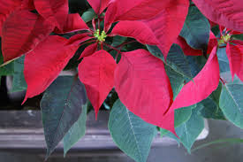 Pin On Poinsettia