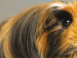Guinea pigs are very popular pets, and in many countries there are clubs that regularly organize international exhibitions of various breeds. Long Haired Ginger Black And White Guinea Pig Close Up By Michael Blann