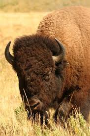 Cheap Hunting Packages In Texas Paleo Diet Paleo Diet Food List Paleo Workout