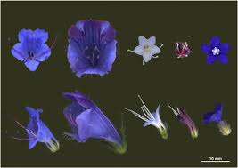 Image result for Exochaenium oliganthum