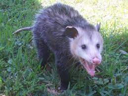Is tener chucha. chucha literally means opossum as in the animal opossum. 4 Possum Facts Homeowners Need To Know Animal Trappers