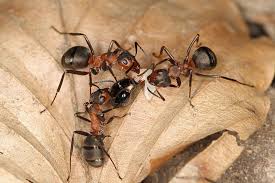 Making it safer and less harmful for children. Insects In The Forest Ecosystem Waldwissen Net