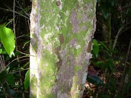 Image result for Drypetes sclerophylla