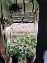 I also have a 3x3 tent. My Official First Grow From Seed 1st Day Of Flower Vs Day 33 3x3 Grow Tent And A 240w Kingbrite Qb Microgrowery