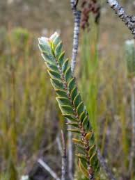 Image result for Penaeaceae