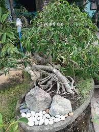 Balete Tree 3 Sets Pm For Plants For Sale Philippines Facebook