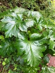 Image result for Acanthus polystachyus