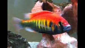 Crimson tide is a whale of a movie, an intense and a heartstopping adventure played out against the unnerving threat of nuclear annihilation. 9 Fascinating Facts About Lake Victoria Cichlids Uganda 45 Species List Storyteller Travel