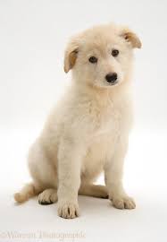 Find & download free graphic resources for alsatian wolf dog. Dog White Alsatian Pup Photo Wp31775