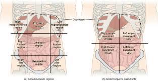 These terms are essential for describing the relative locations of different body structures. 1 4f Abdominopelvic Regions Medicine Libretexts