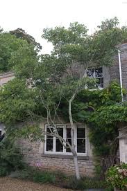 Image result for Sapindus