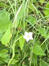 Image result for Convolvulus farinosus