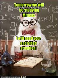 Chemistry puns is a student organization created for the enrichment of the pisd chemistry curriculum, especially through puns I Can Has Cheezburger Chemistry Cat Funny Animals Online Cheezburger