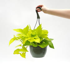 Discover a neon color palette for every occasion, from bold party invitations to dramatic website designs. Neon Pothos 8 Hanging Pot Shelmerdine Garden Center