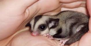 Sugar Glider As Pets In California