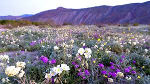 Maybe you would like to learn more about one of these? The Super Bloom Unleashed Serious Flower Power At Anza Borrego Desert State Park La Weekly