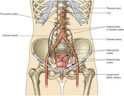 The tooth's dentine tissue is covered in enamel, that hard, shiny layer that you. Pelvis And Perineum Clinical Gate