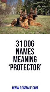 123tinki.com has a database of over 40.000 dog names that will definitely have a beautiful one for your dog in there. Pin On Dog Names