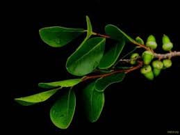 Image result for Diospyros natalensis
