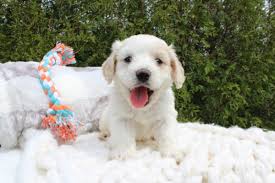 'best cockapoo breeders in indiana', 'indiana cockapoo breeders', 'cockapoo breeders in (in)' this is a good place to start and hopefully our breeder directory will help you find a breeder. 4 Adorable Cockapoo Puppies Available In Nappanee Indiana Hoobly Classifieds